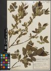Foto von Salix pentandra L.